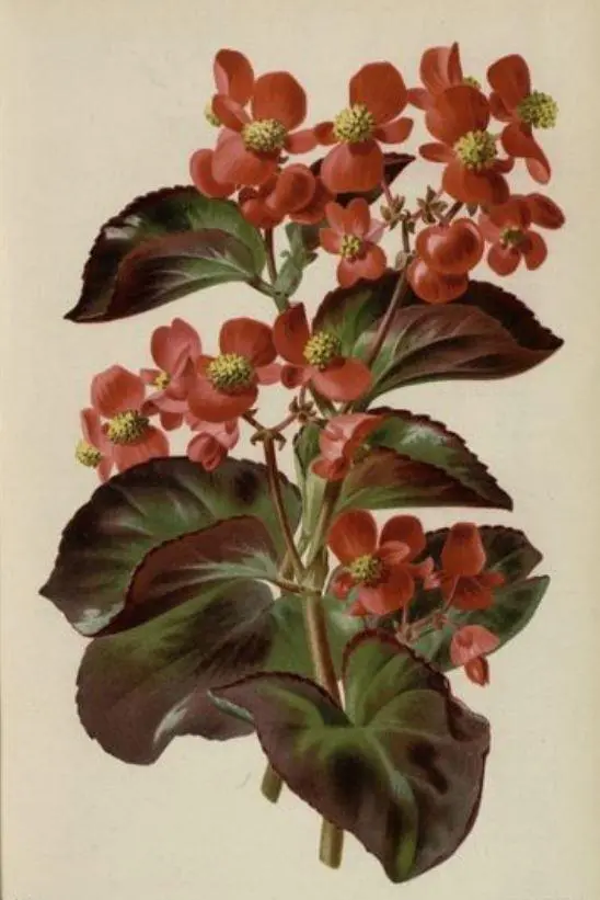 Semperflorens (ever-blooming) | The American Begonia Society