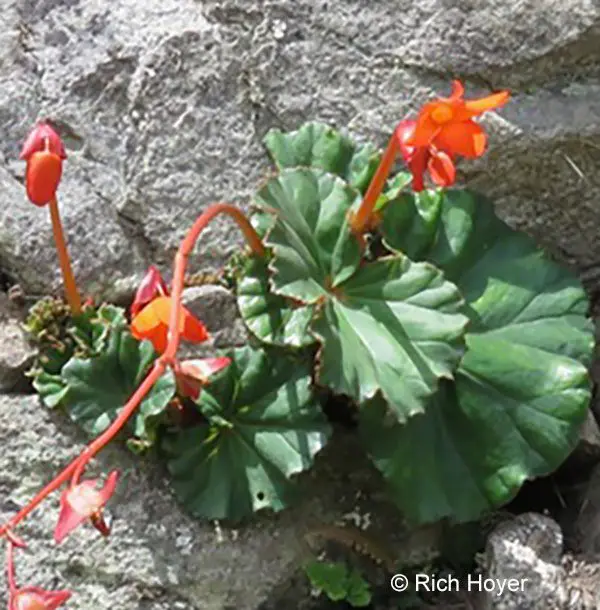 Species, Hybrids, Cultivars & Varieties Explained | The American Begonia  Society
